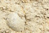 Fossil Jurassic Echinoderms (Acrosalenia) - France #3178-2